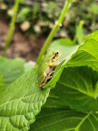 준영농장 출석왕.님의 들깨 · 자유게시판 작성글 사진