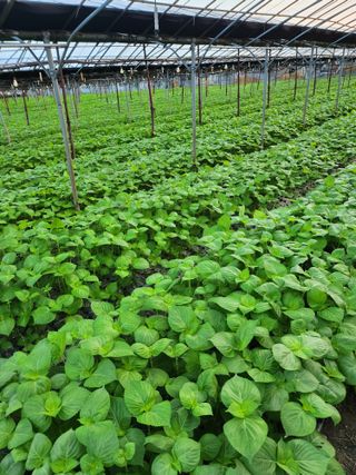 준영농장 출석왕.님의 들깨 · 자유게시판 작성글 사진