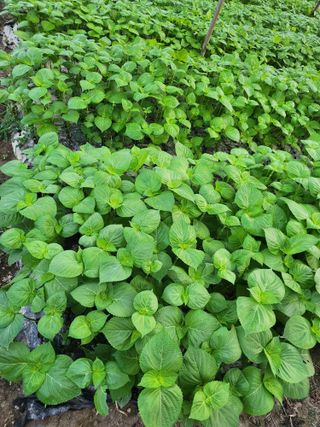 준영농장 출석왕.님의 들깨 · 자유게시판 작성글 사진