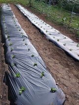 팜모닝 배추·파종•정식 게시글 이미지