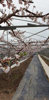 팜모닝 자두·병해충상담 게시글 이미지