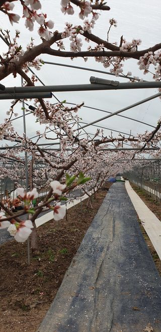 김은경님의 자두 · 병해충상담 작성글 사진