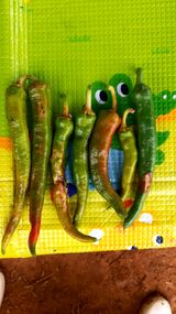 팜모닝 고추·병해충상담 게시글 이미지