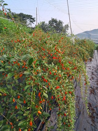갈산구기자님의 기타작물 · 영농일지 작성글 사진