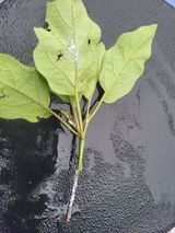 팜모닝 팜모닝 병해충 연구회·병해충상담 게시글 이미지