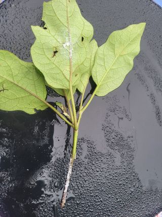 꿈채김태환님의 팜모닝 병해충 연구회 · 병해충상담 작성글 사진