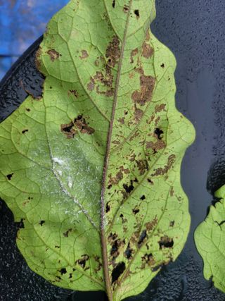 꿈채김태환님의 팜모닝 병해충 연구회 · 병해충상담 작성글 사진