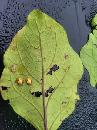 꿈채김태환님의 팜모닝 병해충 연구회 · 병해충상담 작성글 사진