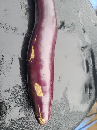 꿈채김태환님의 팜모닝 병해충 연구회 · 병해충상담 작성글 사진