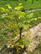 팜모닝 기타작물·병해충상담 게시글 이미지