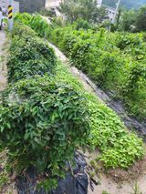 팜모닝 기타작물·자유게시판 게시글 이미지