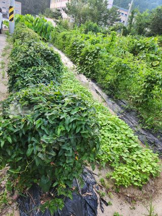 동산에살으리.님의 기타작물 · 자유게시판 작성글 사진