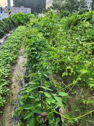 동산에살으리.님의 기타작물 · 자유게시판 작성글 사진