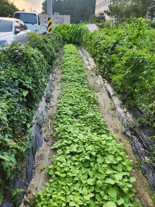 동산에살으리.님의 기타작물 · 자유게시판 작성글 사진