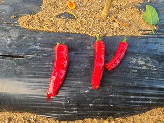 주병민님의 고추 · 병해충상담 작성글 사진