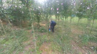 황영출님의 기타작물 · 영농일지 작성글 사진