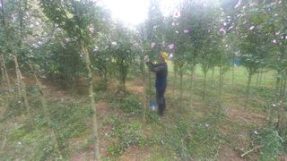 황영출님의 기타작물 · 영농일지 작성글 사진