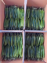 팜모닝 고추·수확 게시글 이미지