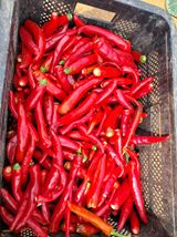 팜모닝 고추·수확 게시글 이미지