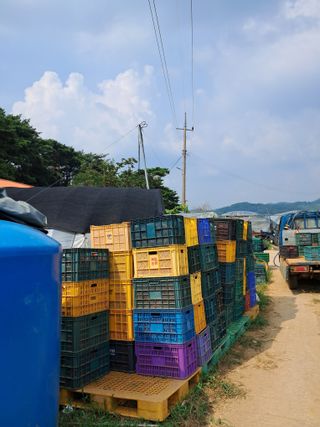 천년의사랑님의 고추 · 수확 작성글 사진