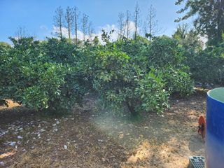 김형철님의 귤 · 영농일지 작성글 사진