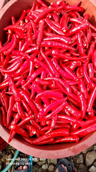 오남현님의 고추 · 수확 작성글 사진