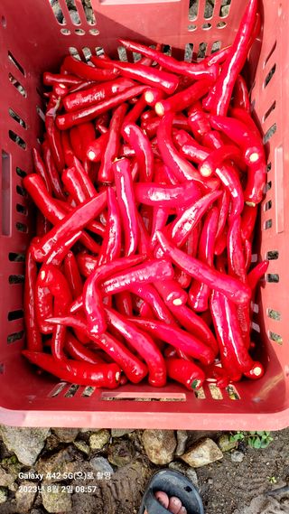 오남현님의 고추 · 수확 작성글 사진