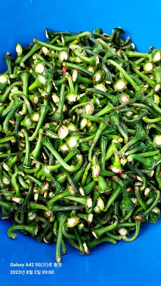 오남현님의 고추 · 수확 작성글 사진