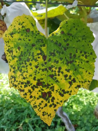 보람농장님의 포도 · 병해충상담 작성글 사진