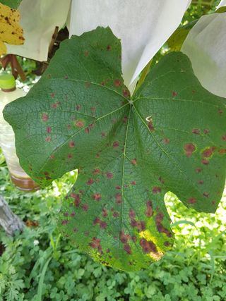 보람농장님의 포도 · 병해충상담 작성글 사진