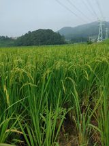 팜모닝 벼·자유게시판 게시글 이미지