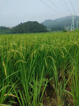윤재하님의 벼 · 자유게시판 작성글 사진