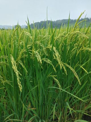 윤재하님의 벼 · 자유게시판 작성글 사진