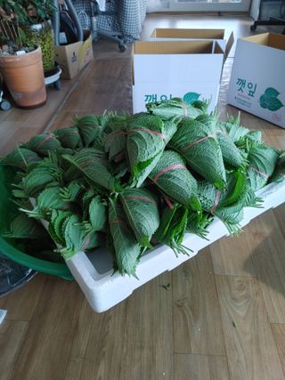 윤재하님의 들깨 · 자유게시판 작성글 사진