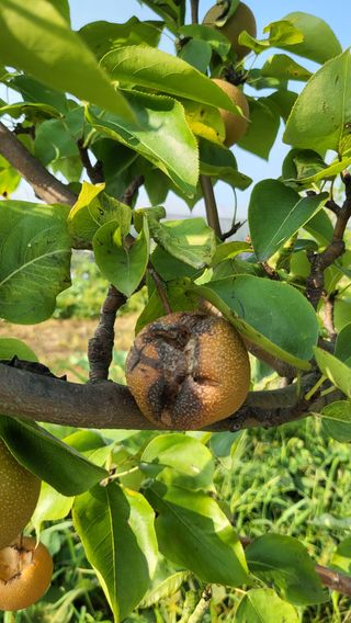 이종선님의 팜모닝 병해충 연구회 · 병해충상담 작성글 사진