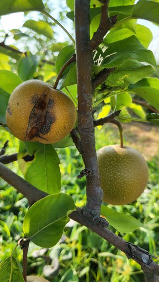 이종선님의 팜모닝 병해충 연구회 · 병해충상담 작성글 사진