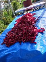 팜모닝 고추·수확 게시글 이미지