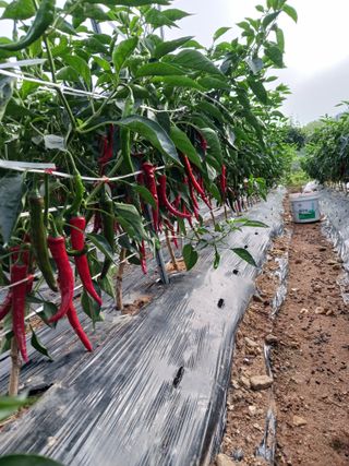 덕촌님의 고추 · 수확 작성글 사진