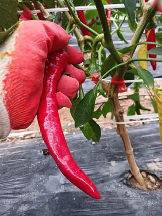 덕촌님의 고추 · 수확 작성글 사진