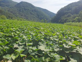 농군님의 고구마 · 자유게시판 작성글 사진
