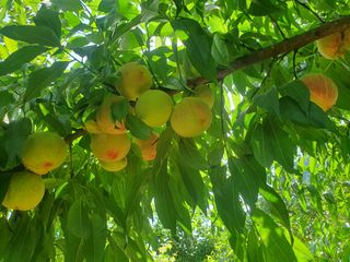 농군님의 복숭아 · 자유게시판 작성글 사진