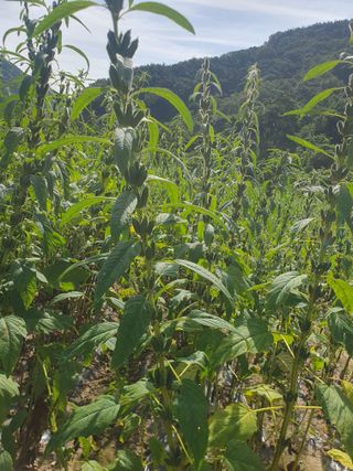 농군님의 참깨 · 자유게시판 작성글 사진