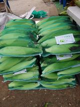 팜모닝 옥수수·자유게시판 게시글 이미지