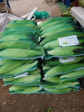 이연화님의 옥수수 · 자유게시판 작성글 사진