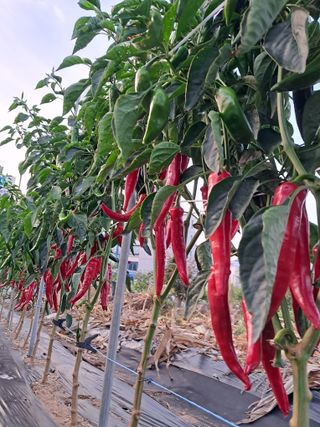 리포님의 고추 · 수확 작성글 사진