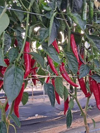 리포님의 고추 · 수확 작성글 사진