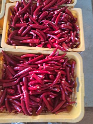 리포님의 고추 · 수확 작성글 사진