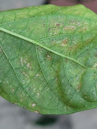 찬균park님의 병해충 박멸! 살충제 추천 · 참여글 작성글 사진