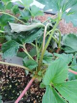 팜모닝 딸기·병해충상담 게시글 이미지