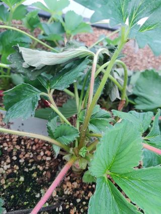 이님의 딸기 · 병해충상담 작성글 사진